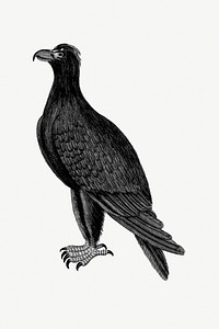 Mountain eagle from An Account of the English Colony in New South Wales (1804) published by <a href="https://www.rawpixel.com/search/David%20Collins?sort=curated&amp;page=1">David Collins</a>. Original from the British Library. Digitally enhanced by rawpixel.