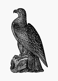 Washington eagle illustration vector