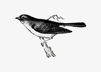 Dark-eyed junco illustration vector