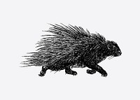 Drawing of a wild porcupine vector