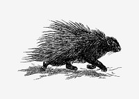 Drawing of a wild porcupine vector
