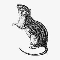 Rodent animal illustration vector