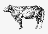 Ram animal illustration vector