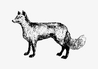 Mountain fox illustration vector