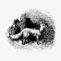 Cur fox illustration vector