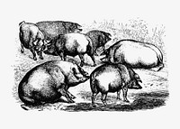 Vintage pigs illustration vector