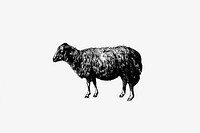 Sheep, In The Malakani Colony from Russia Described And Illustrated By Dixon, Biancardi, Moynet, Vereschaguine And Henriet, And By <a href="https://www.rawpixel.com/search/Professor%20A.%20Degubernatis?sort=curated&amp;page=1">Professor A. Degubernatis</a> (1877). Original from the British Library. Digitally enhanced by rawpixel.