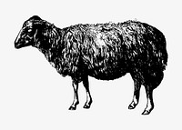 Vintage sheep illustration vector