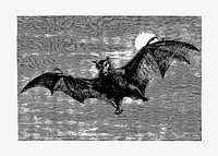 Flying bat illustration vector