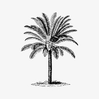 Tropical palm tree illustration vector