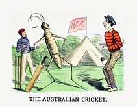 The Australian cricket from Un-Natural History Not Taught In Bored Schools, etc published by <a href="https://www.rawpixel.com/search/Simpkin%2C%20Marshall%20%26%20Co?sort=curated&amp;page=1">Simpkin, Marshall &amp; Co</a>. (1883). Original from the British Library. Digitally enhanced by rawpixel.