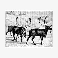 Reindeer herd illustration vector