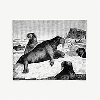 Drawing of a herd of walrus