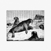 Herd of walrus in an open ice-pack from Nimrod In The North, Or Hunting And Fishing Adventures In The Arctic Regions published by Cassell &amp; Co<a href="https://www.rawpixel.com/search/Cassell%20%26%20Co?sort=curated&amp;page=1">https://www.rawpixel.com/search/Cassell%20%26%20Co?sort=curated&amp;page=1</a>. (1885). Original from the British Library. Digitally enhanced by rawpixel.