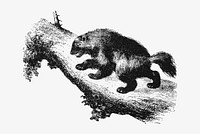 Drawing of a wild Wolverine vector