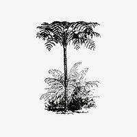 Reinforced tree fern illustration vector