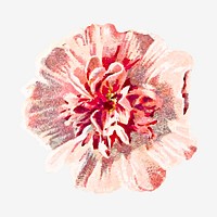 Hollyhock flower illustration vector