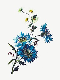 Drawing of blue daisy cornflower