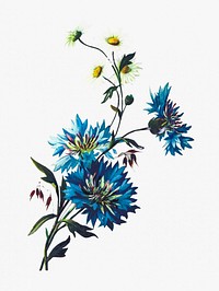 Daisy Corn Flower from Poets in the Garden published by <a href="https://www.rawpixel.com/search/T.%20Fisher%20Unwin?sort=curated&amp;page=1">T. Fisher Unwin</a> (1886). Original from the British Library. Digitally enhanced by rawpixel.