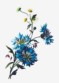 Blue daisy cornflower illustration vector