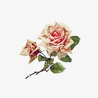 Vintage rose illustration vector