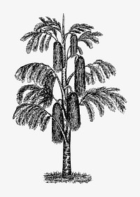 Tropical tree illustration vector