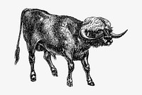 Rural bull illustration vector