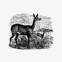 Fawn deer illustration vector