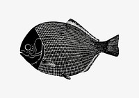 Vintage flatfish illustration vector