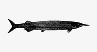 Long fish illustration vector