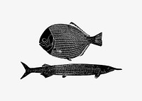 Vintage fish variety illustration vector