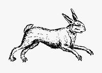 Hare rabbit illustration vector