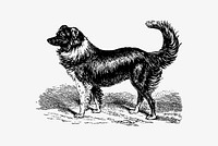 Vintage dog illustration vector