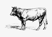 Vintage bull illustration vector
