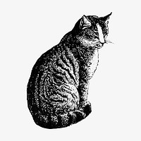 Domestic cat illustration vector