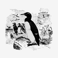 Vintage Victorian style penguin engraving vector