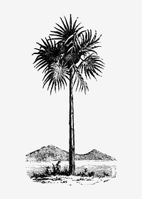 Vintage Victorian style palm tree engraving vector