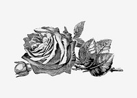 Vintage Victorian style rose engraving vector