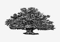 Vintage Victorian style tree engraving vector