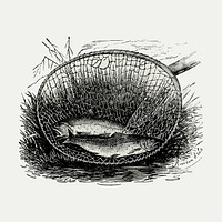 Two fishes caught in a net vector engraving