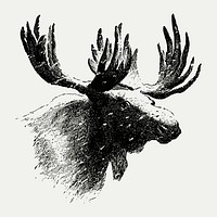 Vintage European style moose engraving
