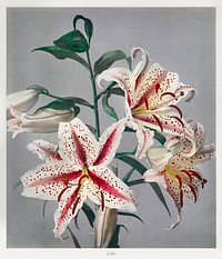 Lily, hand&ndash;colored collotype from Some Japanese Flowers (1869) by <a href="https://www.rawpixel.com/search/Kazumasa%20Ogawa?sort=curated&amp;page=1">Kazumasa Ogawa</a>. Original from the J. Paul Getty Museum. Digitally enhanced by rawpixel.