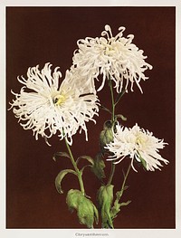 Chrysanthemum, hand&ndash;colored collotype from Some Japanese Flowers (1896) by <a href="https://www.rawpixel.com/search/Kazumasa%20Ogawa?sort=curated&amp;page=1">Kazumasa Ogawa</a>. Original from the J. Paul Getty Museum. Digitally enhanced by rawpixel.