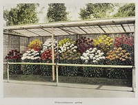 Chrysanthemum Garden, hand&ndash;colored collotype from Some Japanese Flowers (1896) by <a href="https://www.rawpixel.com/search/Kazumasa%20Ogawa?sort=curated&amp;page=1">Kazumasa Ogawa</a>. Original from the J. Paul Getty Museum. Digitally enhanced by rawpixel.