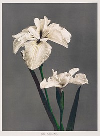 Iris K&aelig;mpferi, hand&ndash;colored collotype from Some Japanese Flowers (1896) by <a href="https://www.rawpixel.com/search/Kazumasa%20Ogawa?sort=curated&amp;page=1">Kazumasa Ogawa</a>. Original from the J. Paul Getty Museum. Digitally enhanced by rawpixel.