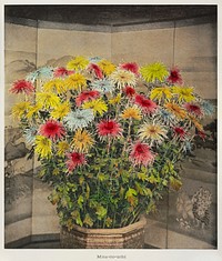 Misu&ndash;no&ndash;uchi, hand&ndash;colored collotype from Japanese Flowers (1896) by <a href="https://www.rawpixel.com/search/Kazumasa%20Ogawa?sort=curated&amp;page=1">Kazumasa Ogawa</a>. Original from the J. Paul Getty Museum. Digitally enhanced by rawpixel.