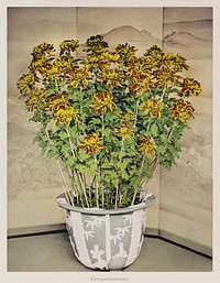 Chrysanthemum, hand-colored collotype from Some Japanese Flowers (1896) by <a href="https://www.rawpixel.com/search/Kazumasa%20Ogawa?sort=curated&amp;page=1">Kazumasa Ogawa</a>. Original from the J. Paul Getty Museum. Digitally enhanced by rawpixel.