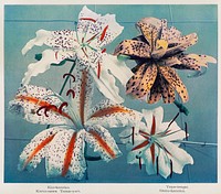 Lily, hand&ndash;colored collotype from Some Japanese Flowers (1896) by <a href="https://www.rawpixel.com/search/Kazumasa%20Ogawa?sort=curated&amp;page=1">Kazumasa Ogawa</a>. Original from the J. Paul Getty Museum. Digitally enhanced by rawpixel.