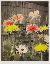 Tsuzure&ndash;no&ndash;Nishiki, hand&ndash;colored collotype from Some Japanese Flowers (1896) by <a href="https://www.rawpixel.com/search/Kazumasa%20Ogawa?sort=curated&amp;page=1">Kazumasa Ogawa</a>. Original from the J. Paul Getty Museum. Digitally enhanced by rawpixel.