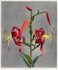 Lily, hand&ndash;colored collotype from Some Japanese Flowers (1896) by <a href="https://www.rawpixel.com/search/Kazumasa%20Ogawa?sort=curated&amp;page=1">Kazumasa Ogawa</a>. Original from the J. Paul Getty Museum. Digitally enhanced by rawpixel.